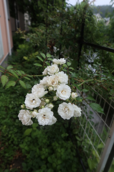 たまには書こう自分の庭･････ニンジンボクの季節_b0331802_16444294.jpg