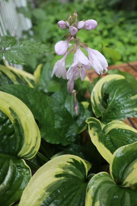 たまには書こう自分の庭･････ニンジンボクの季節_b0331802_16444326.jpg