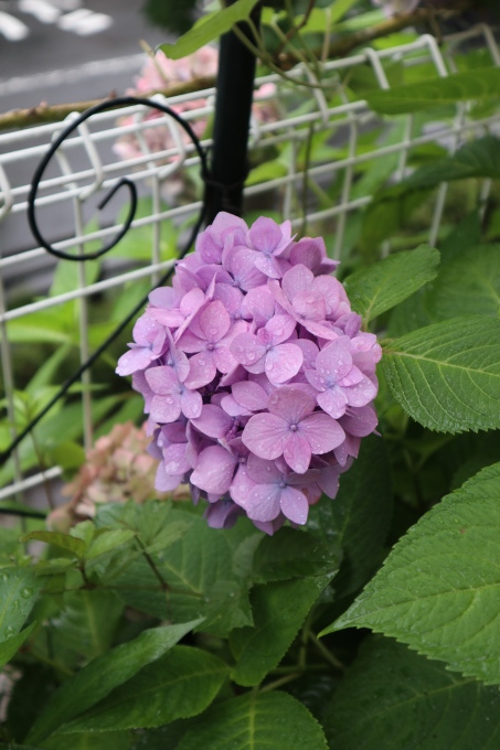 たまには書こう自分の庭･････ニンジンボクの季節_b0331802_16444381.jpg