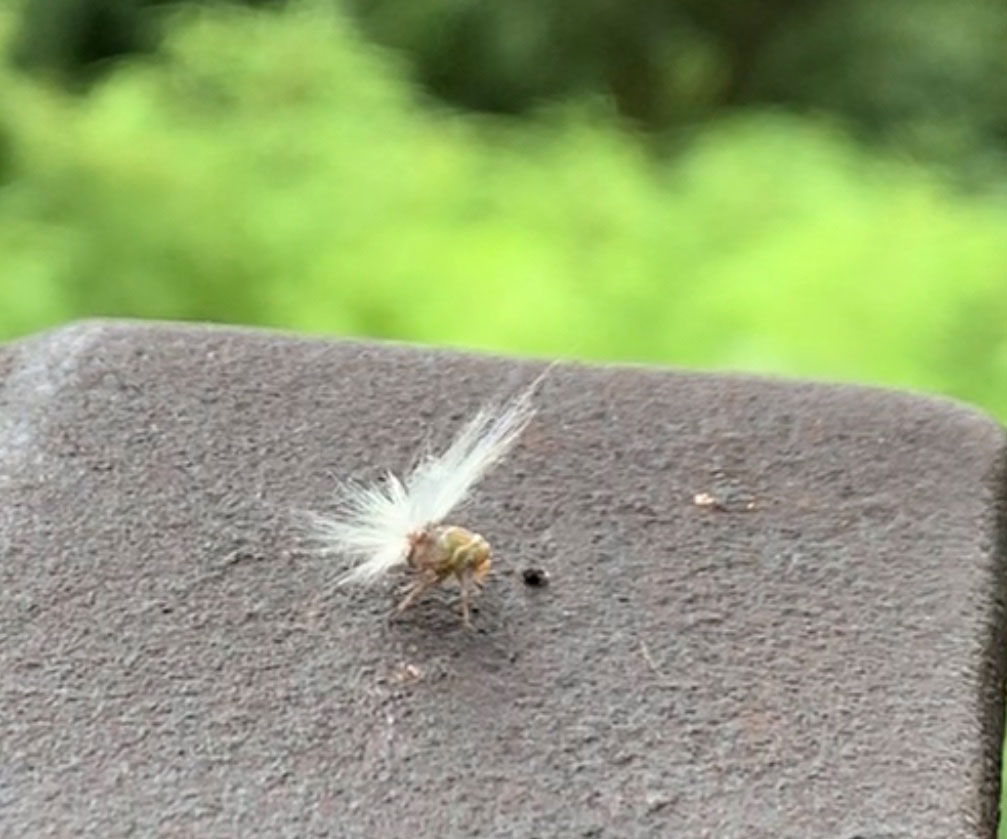 おしりにふわふわした羽 みたいなものをくっつけた虫 昆虫ブログ むし探検広場