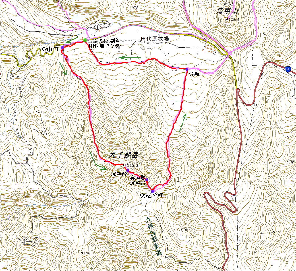 九千部岳のヤマボウシ_f0212511_12070078.jpg