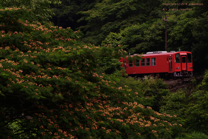 合歓の花咲く山道を_d0309612_22274883.jpg