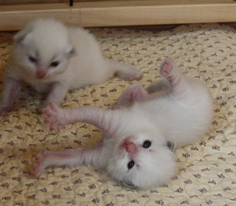 ちゅっちゅっ 起き上がれないよ ラグドール子猫 らぐ らいふ Sweetlapisラグドール日記 ちゅっちゅっ 起き上がれないよ ラグドール子猫 らぐ らいふ Sweetlapisラグドール日記