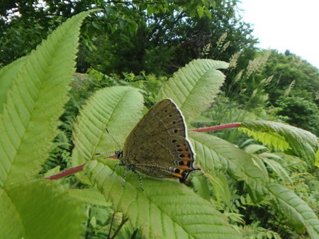 c0353632_11221152.jpg