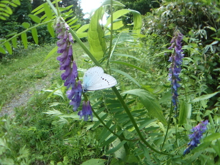 c0353632_11411185.jpg