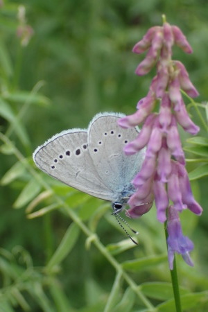 c0353632_11572554.jpg
