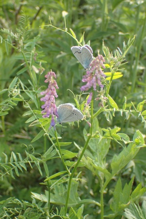c0353632_11583885.jpg