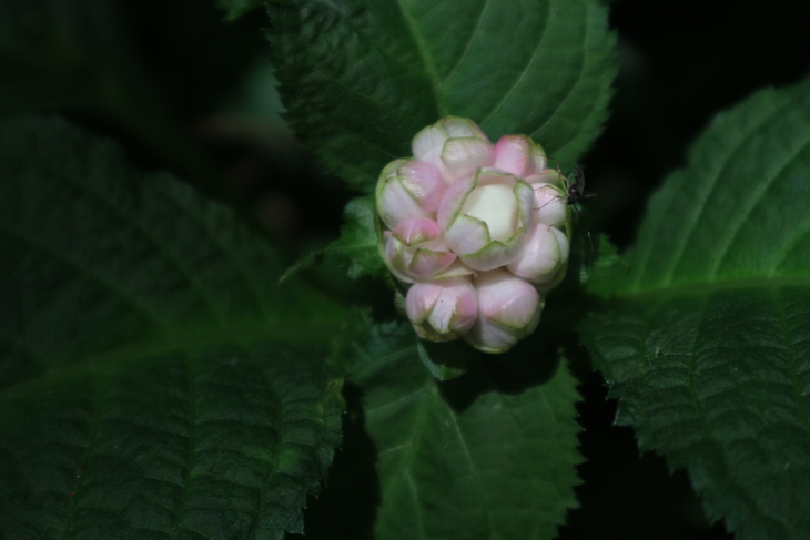 e0272335_5205634.jpg