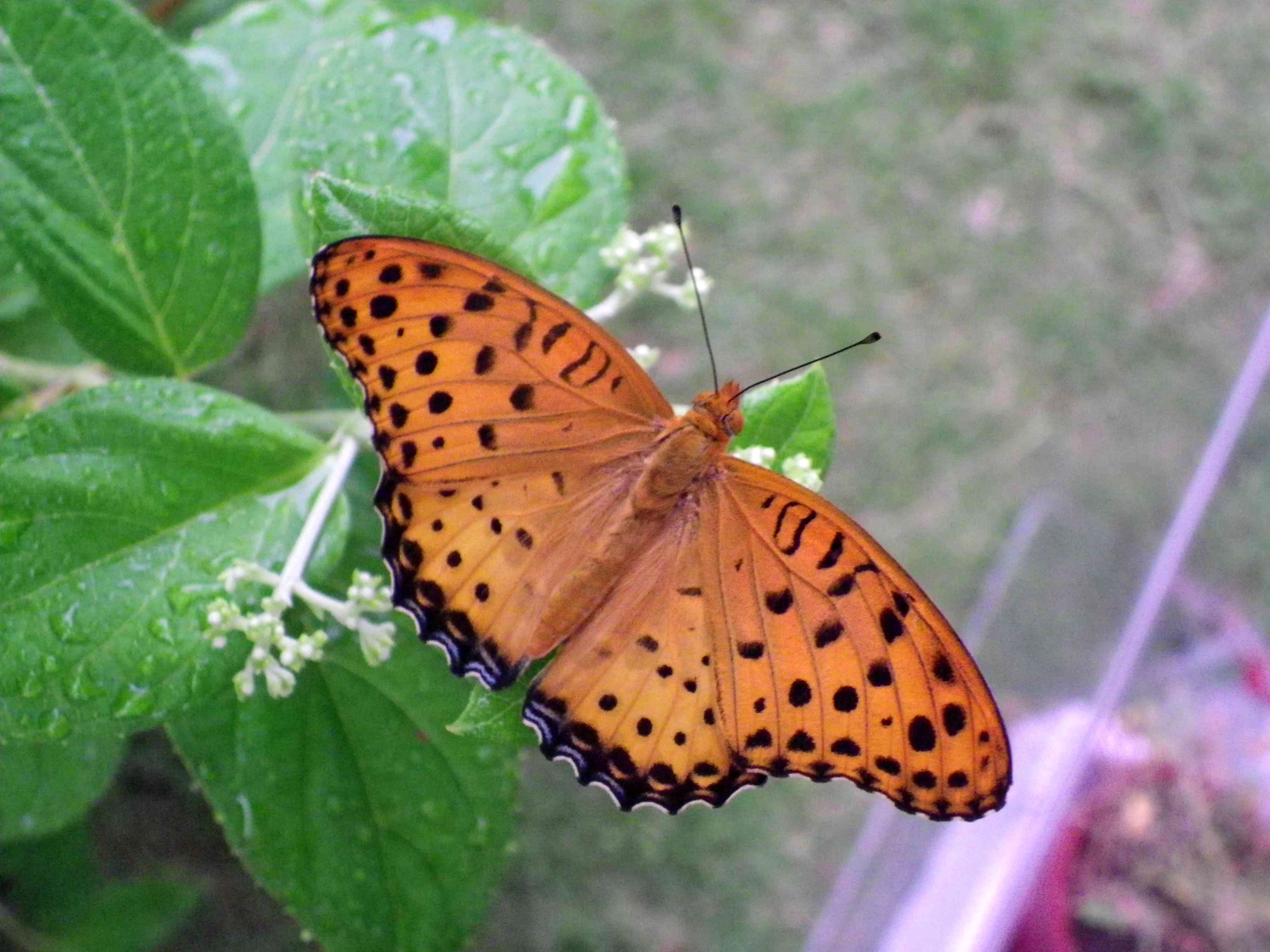 16ツマグロヒョウモン 蝶図鑑 超蝶 16ツマグロヒョウモン 蝶図鑑 超蝶