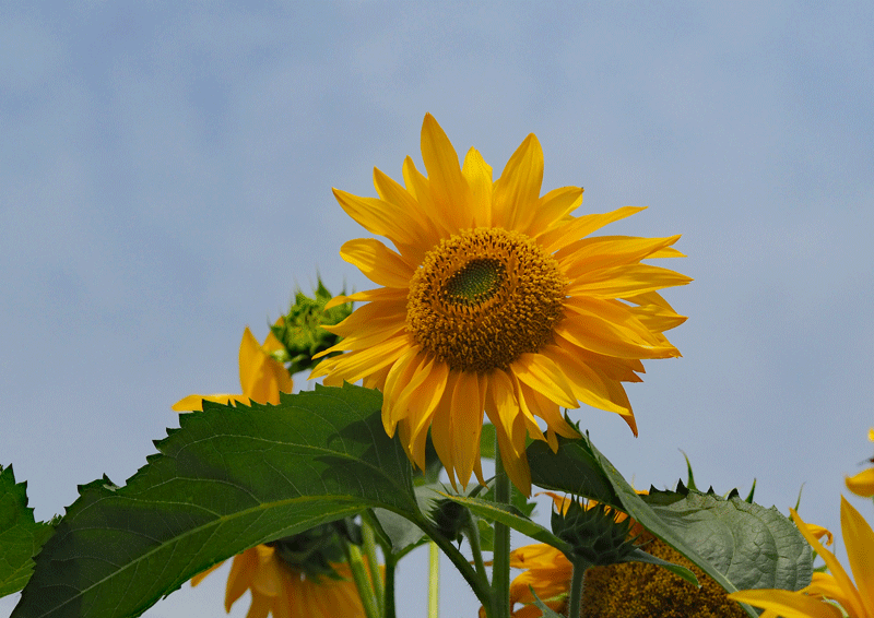 d0290240_14123385.gif