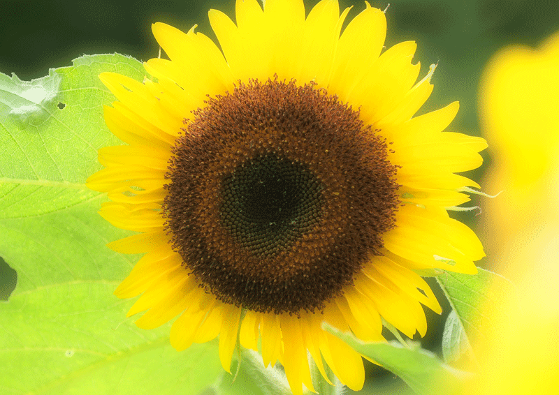 d0290240_14131361.gif
