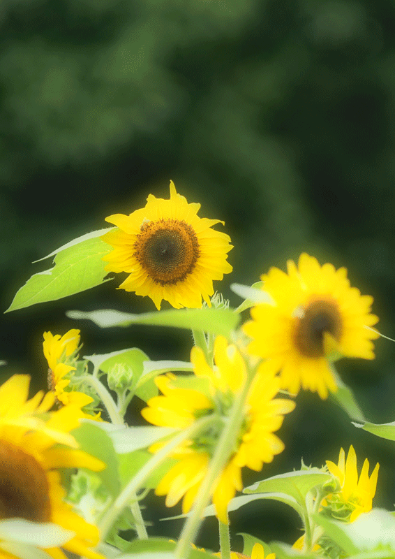 d0290240_14135094.gif