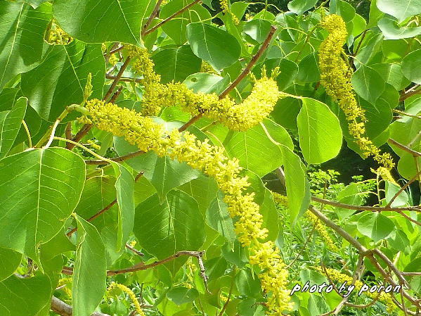 公園各所で ナンキンハゼ の花が咲き出しています デジカメ散歩悠々