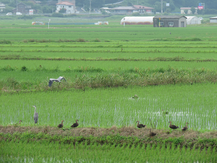 f0214649_04465510.jpg