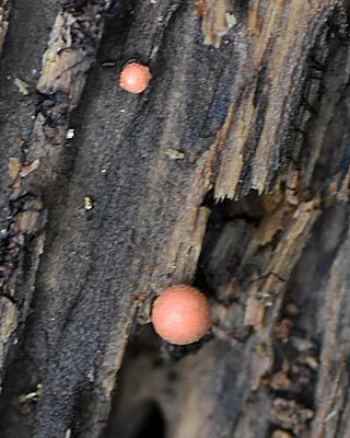 e0035757_22105070.jpg