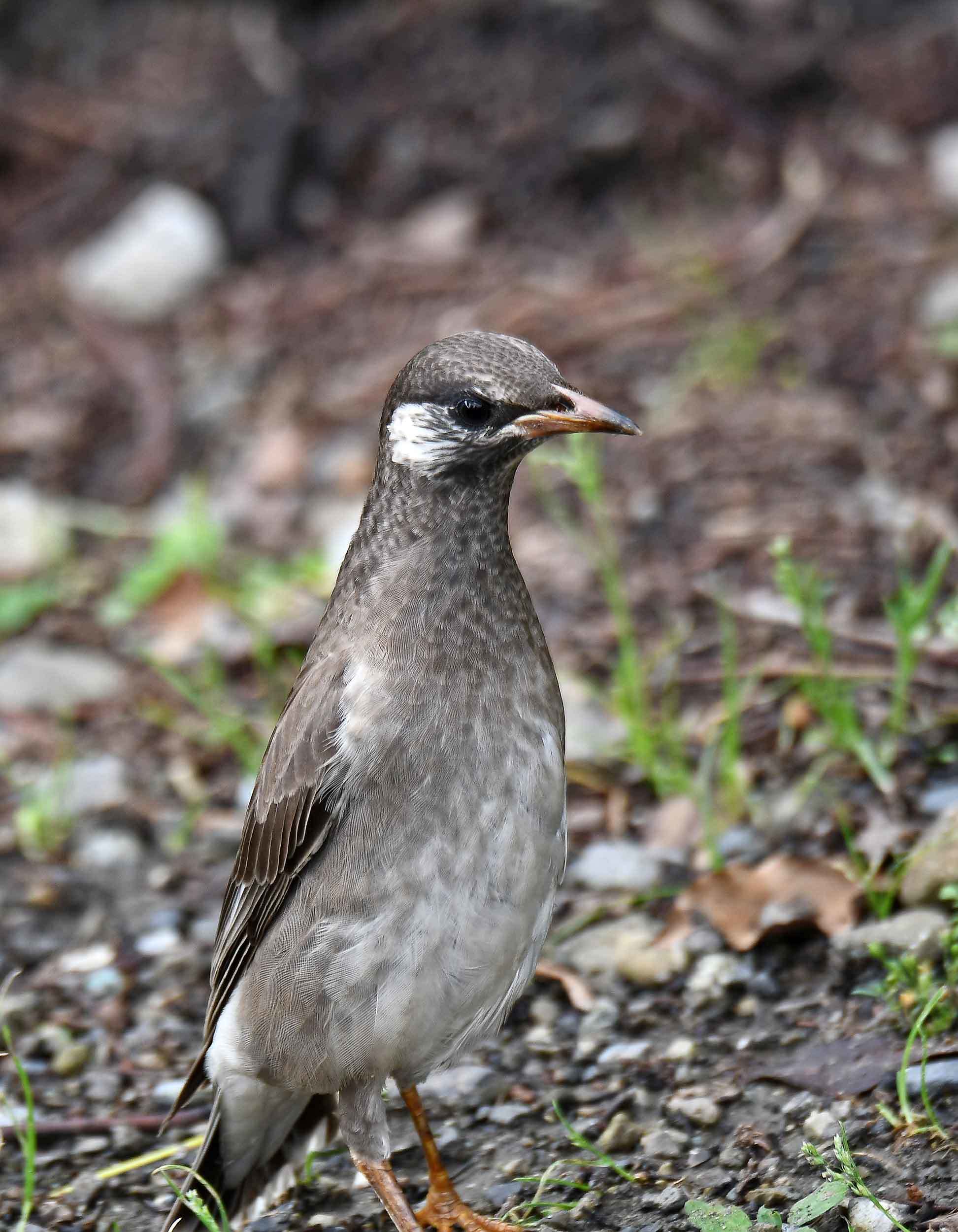 2019年 7月 野鳥_c0176183_15252216.jpg