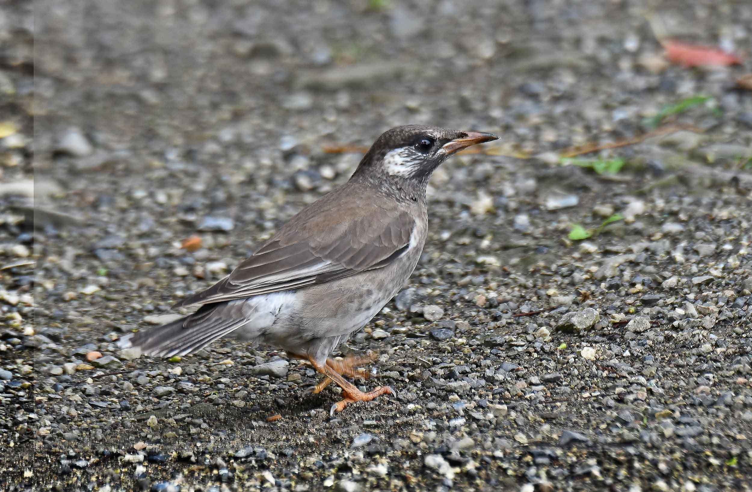 2019年 7月 野鳥_c0176183_15260851.jpg
