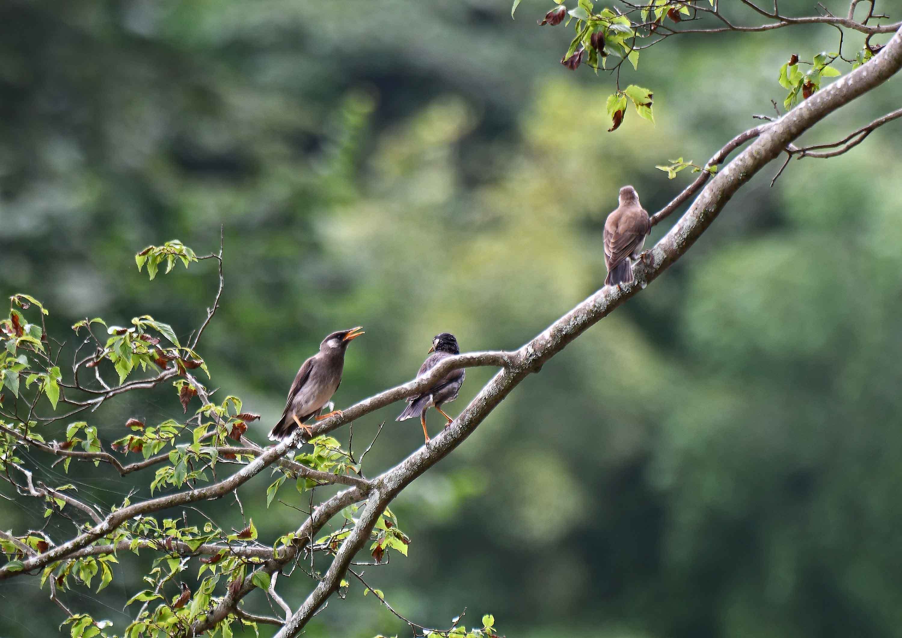 2019年 7月 野鳥_c0176183_15262534.jpg