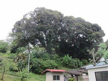 不動産情報、島の樹木(木材について)_f0095585_21550477.jpg