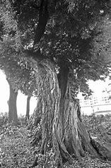 不動産情報、島の樹木(木材について)_f0095585_21550529.jpg