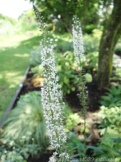 夏の庭しごと 庭に咲いた低木と宿根草の花 リキマシア ギボウシなど シンプルで心地いい暮らし