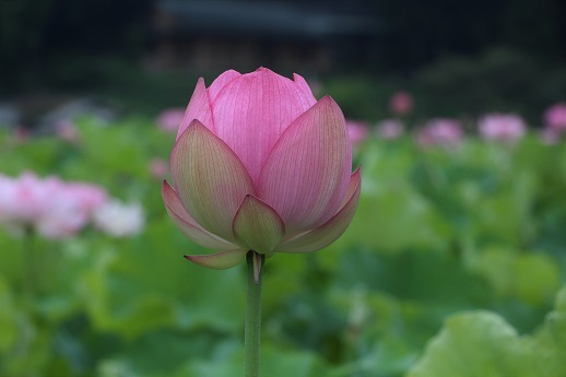 早起きは三文の徳_a0333195_08573901.jpg