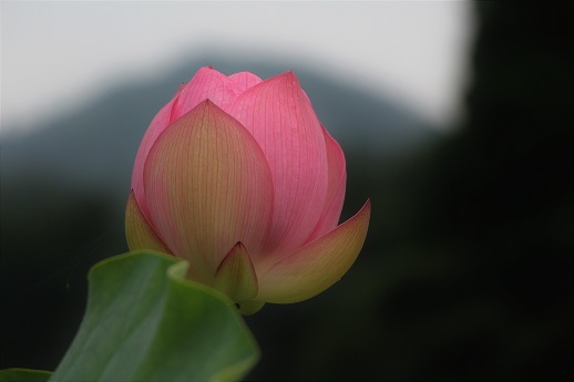 早起きは三文の徳_a0333195_08575564.jpg