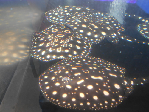 e0143096_17202581.jpg