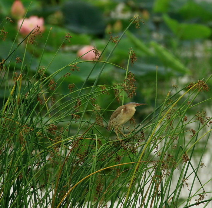 ヨシゴイ①：繁殖を迎える夏鳥２０１９_c0319902_06160876.jpg