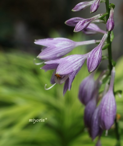 雨の庭で　夏への植栽計画～_a0123003_12424874.jpg