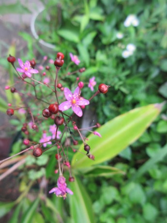 a0203003_16533577.jpg