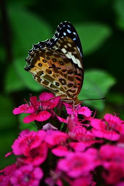 a0240403_20121987.jpg