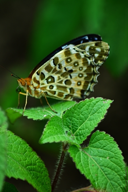 a0240403_20122591.jpg
