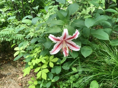 d0179410_17333727.jpeg