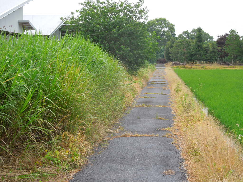 「我が家が夏場に絶対草を刈らない理由」_a0120513_19480883.jpg