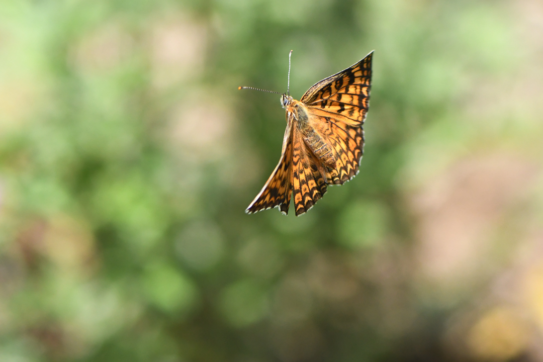 広島のオレンジ（2019/06/16）_d0332816_21213544.jpg