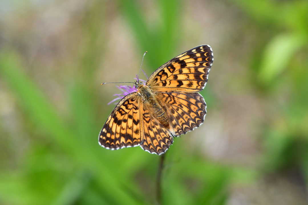 広島のオレンジ（2019/06/16）_d0332816_21221168.jpg