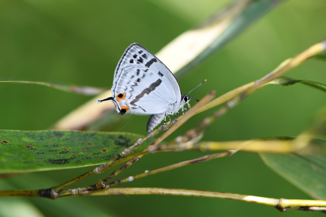 広島のオレンジ（2019/06/16）_d0332816_21223278.jpg