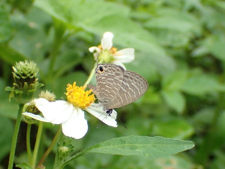 c0353632_09391168.jpg