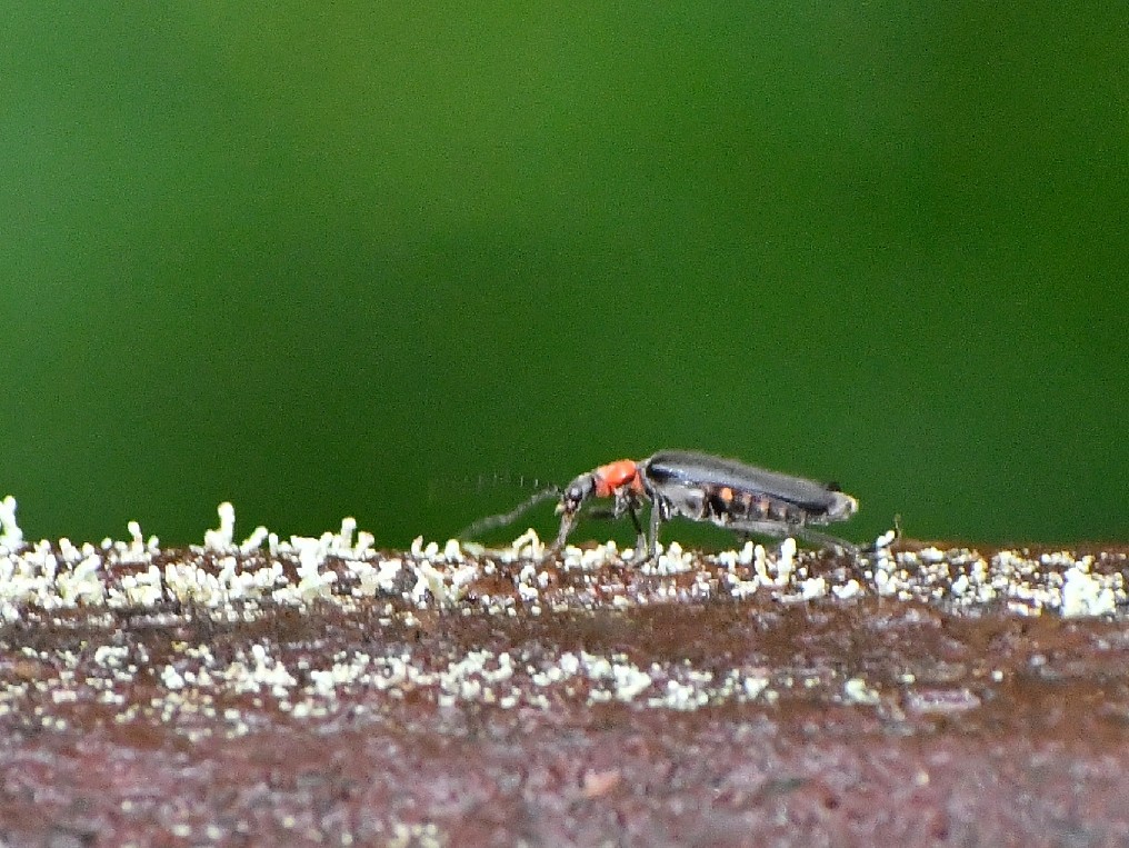 f0340732_19265100.jpg