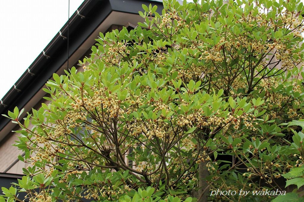モッコクの花は甘い香りを 自然のキャンバス