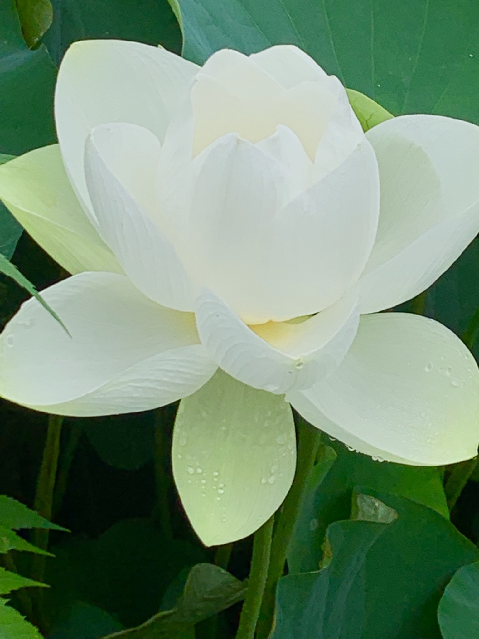 曹源寺の蓮の花見頃 Gallery円山ステッチ 佐野明子のblog 曹源寺の蓮の花見頃 Gallery円山ステッチ 佐野明子のblog