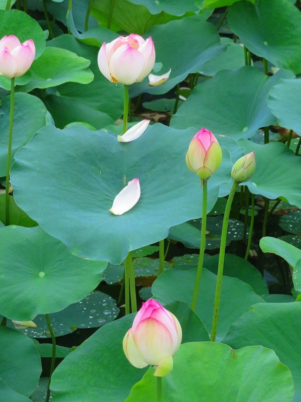 知恩院「ハスの花」20190713_e0237645_14110502.jpg