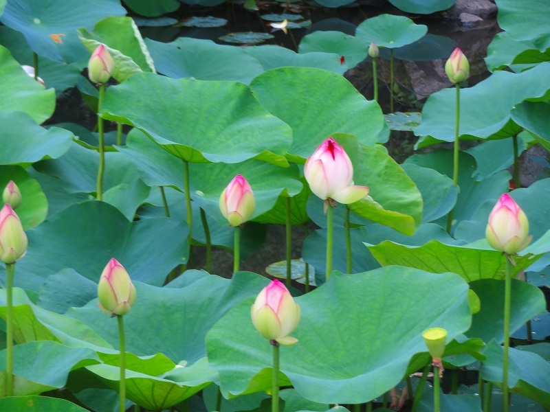 知恩院「ハスの花」20190713_e0237645_14110534.jpg