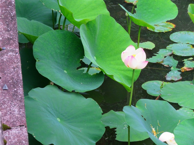 知恩院「ハスの花」20190713_e0237645_14110559.jpg