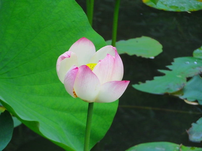 知恩院「ハスの花」20190713_e0237645_14110563.jpg