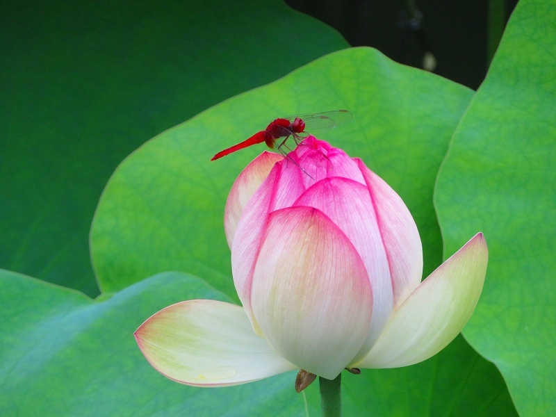 知恩院「ハスの花」20190713_e0237645_14110690.jpg