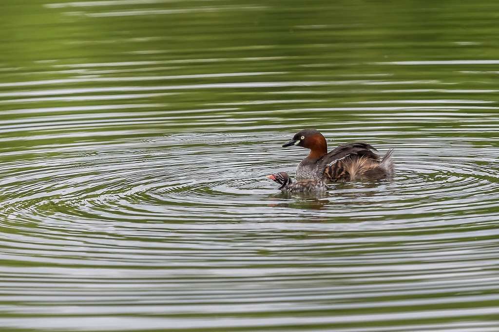 親の背中に乗ったカイツブリの幼鳥_f0044056_18125225.jpg