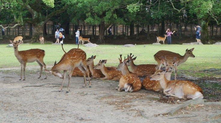 奈良公園と言えば・・・_b0063958_08011772.jpg