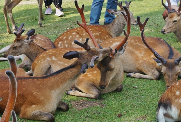 奈良公園と言えば・・・_b0063958_08044059.jpg